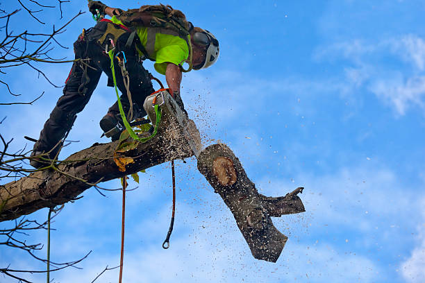 Best Root Management and Removal  in Vienna, GA